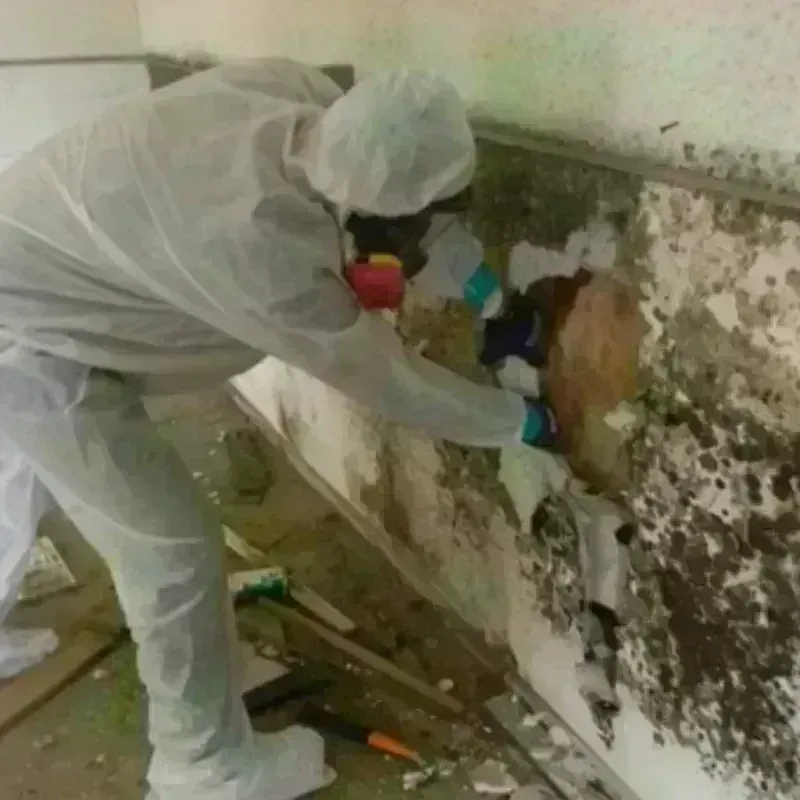 Mold Remediation and Removal in Canton, MI